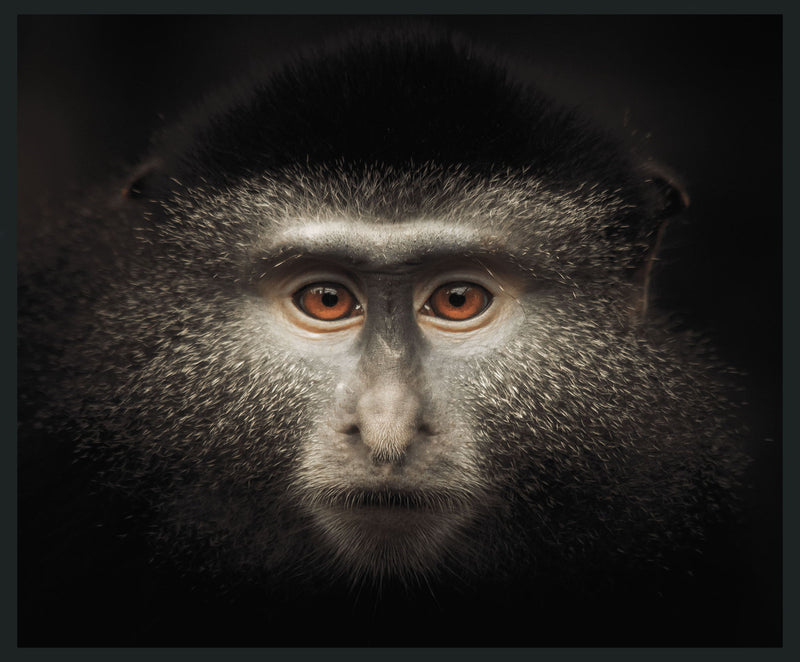 Monkey - 48" x 72" Photography - Black - R&R Furniture Gallery (Fountain Valley, CA)