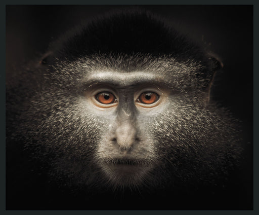 Monkey - 48" x 72" Photography - Black - R&R Furniture Gallery (Fountain Valley, CA)