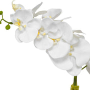 White orchid plant in a brass planter from Uttermost, showcasing elegant floral arrangement in a stylish container.